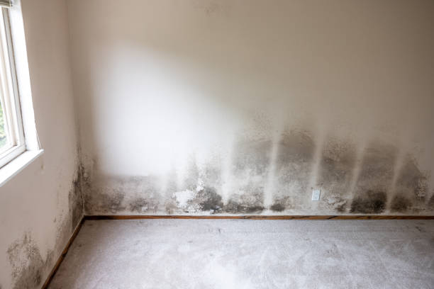 Asbestos and Lead Testing During Mold Inspection in Pineville, LA